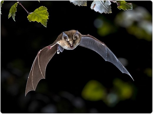 The Phylogenetic Tree of the SARS-CoV-2 Virus