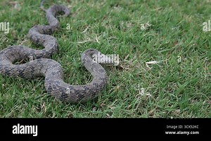 Diamondback Water Snake(Nerodia rhombifer) in grass