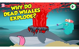 Why Do Dead Whales Explode | The Dr Binocs Show