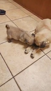 Both pug boys are safe but the older one keeps throwing up repeatedly. 😰 Both have soft stools & the smaller one's belly is hugely distended. So we are at 24 hour ER hospital in Ontario! To rule out Parvo and get them examined! I have named them LUCA (older boy) and NICO (baby boy). If you can spare anything towards their vet bill we would be grateful! 🩵 VENMO: @ThePugQueen 🩵 PAYPAL: thepugqueen@yahoo.com 🩵 ZELLE: thepugqueen@yahoo.com Prayers for negative Parvo tests & nothing serious to be