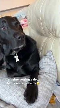 Funniest Dogs and Animals Ever! 😂🐾 | Cute & Hilarious Moments #shorts