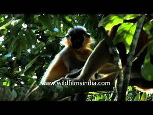 Capped langurs at the Gibbon Sanctuary in Assam, India