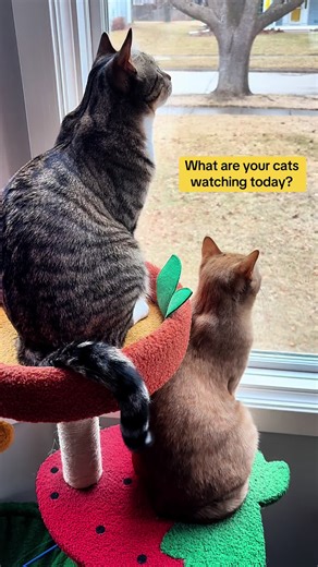 #cattok #catlovers #orangecatbehavior #orangecats #birdwatching