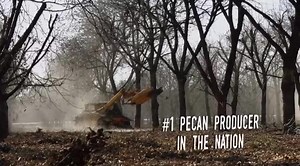 1K views · 29 reactions | We're nuts for pecan harvest season! Did...