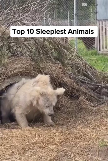 Top 10 Sleepiest Animals in the Wild