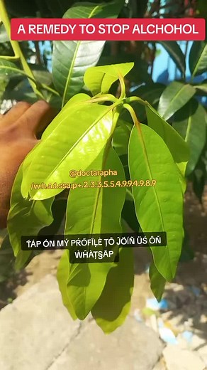 #stopping #alchohol #fypv #doctarapha #mangomood