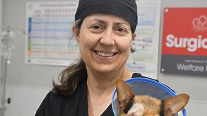 Where to find low-cost pet clinics, animal services, plus free pet food and financial aid