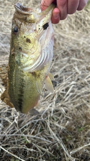 Try this audio and elso subscribe for 1k