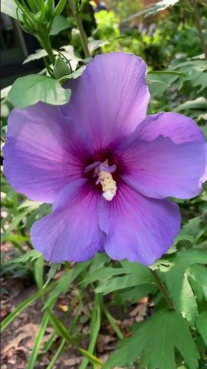 Bring Tropical Vibes by Planting Hibiscus!