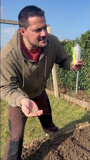 Semer des Petits Pois : L'Héritage d'un Geste Ancien et Symbole de Fertilité #permaculture #potager