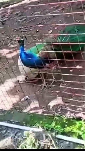 Peacock Sounds | Nature’s Loud & Unique Call