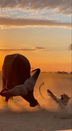 Mama Buffalo DESTROYS Lion - LAUNCHES Him Sky High! 🐃 새끼구출 🐃 子牛救出 #viral #shorts