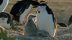 Part 229 || Animals Life Story | Animals Life