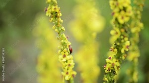 Verbascum thapsus, the great mullein, greater mullein, or common mullein, is a species of mullein native to Europe, northern Africa, and Asia, and introduced in the Americas and Australia.