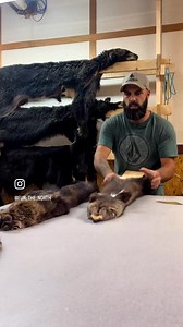 Splitting some fishers for an upcoming hat. #fisher #trapline #hunt #trapping #hunting #outdoors #adventure #furrier #fur #marten #hat #trapperhat #luxary #slowfashion #conservation #bushcraft #bushcrafting #madeincanada | Fur The North