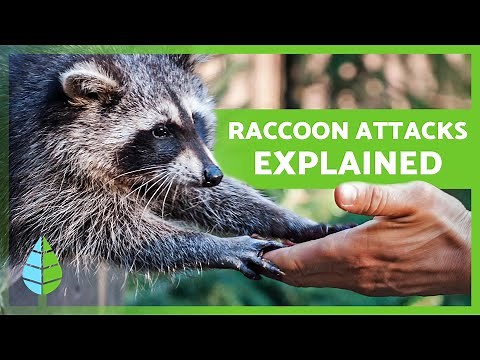 Are Raccoons Aggressive? 🦝 | Myths and Facts