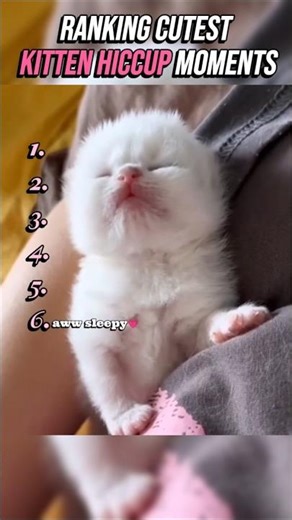 Ranking the cutest kitten hiccups moments #shorts