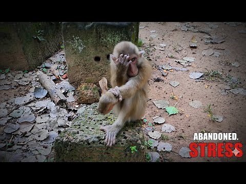 The Lonely Reaction: Witnessing a Monkey's Despair After Abandonment