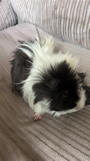 Fifi was overdue a nice tlc morning, she has been unwell with a high temperature and hay poke, since she’s been home and settled everything is clearing up as it should and she’s feeling better. Now she’s feeling herself again a tlc care routine was really needed and she’s super happy back with the girls munching away 🩷🩷 #tlc #routine #fyp #guineapigcare #guineapig