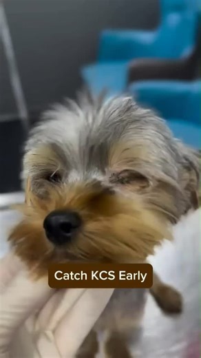 63 reactions | "Understanding Dry Eye in Pets: Keratoconjunctivitis...