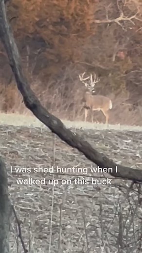 75K views · 682 reactions | Shed hunting a bit to early! #deerfield #reels2023 #reelsvideo #deervalley #reelsviral #deerfieldbeach #deerhuntingaustralia #deerparktx #reelsusa #deerhunting #reelsfb #deerhunter #california #deer #deercreek #deerseason #unitedstate #deerpark #hunting #deerhuntingseason #huntingtips #HuntingDeer | DeerHunter | Facebook