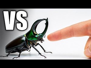 Human Finger vs Deadliest Insects – The Result Will Shock You!