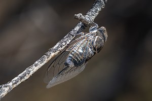 These are the types of cicadas found in New Mexico