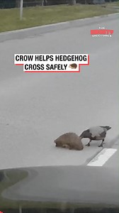 Crow Helps Hedgehog Cross Safely! 🦔 | The Mighty McClures