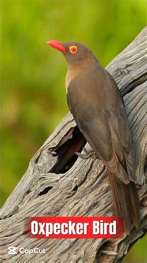 This Bird Works as a Doctor! 😱 | Oxpecker Bird" ? #facts #birds #shorts