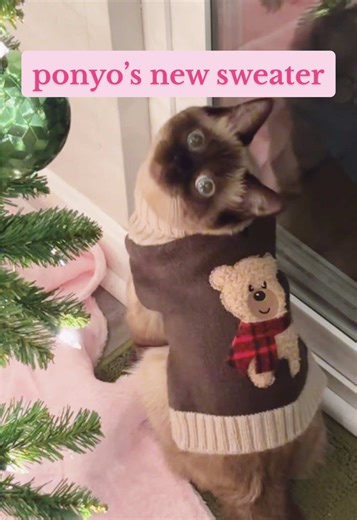 The Perfect Pet Sweater for Your Stylish Cat