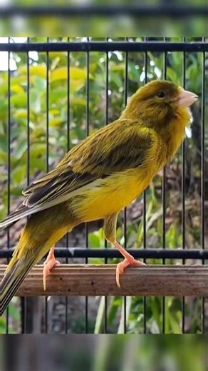 birds | bird sounds #birds #canary #animallife