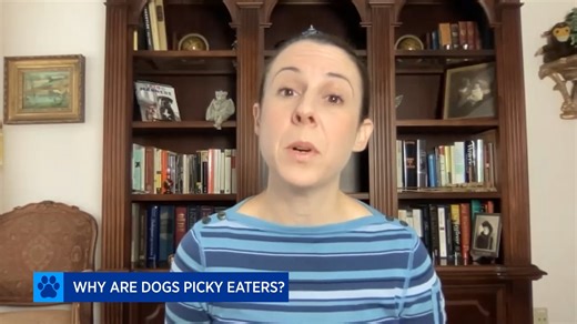 Does your dog get picky when it comes to meal time? | American Kennel Club