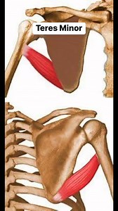 67 reactions | Anatomy of Teres Minor .www.drmuhammedziya.com.Health 4 all #drmuhammedziya #suture #pain #skin #skincare #technique #technology #allfollowersfriends #allfollowers #viral #reel #viewers #reelsfacebook #reel #シ #reelsvideoシ #discover #explore #science #sciencefacts #muscle #anatomy #Health4all #Health # | Dr. Muhammed Ziya | Facebook