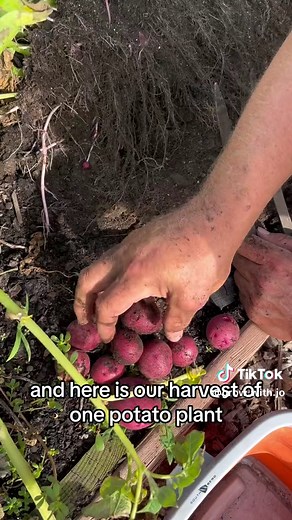 #potatoharvest #garden2023 #gardengoals #2023garden #zone4garden #vege...