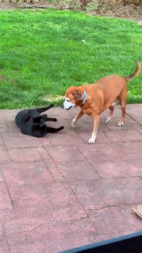 Chewy and Billy Bob