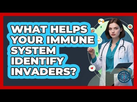 What Helps Your Immune System Identify Invaders?