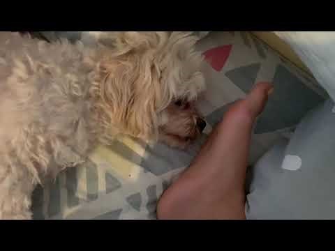 Dog licking 👅 💦