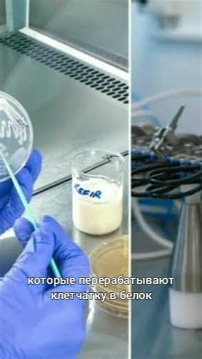 Ученые представили технологию превращения отходов моркови в полноценный белок с помощью грибов.