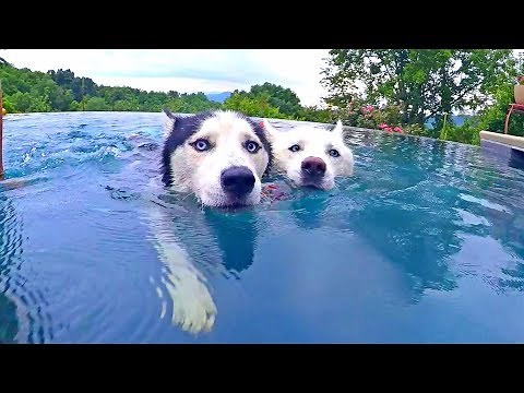 Husky Pool Day