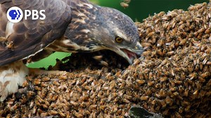Honey Buzzards Feast on Deadly Hornets - 1Funny.com