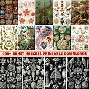 Ernst Haeckel Art Prints: 400  Nature Illustrations (digital Print Set) - Etsy