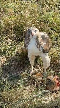 HAWK CATCHES SQUIRREL!! Coolest thing I’ve ever seen! #hawk #hunting #texas #outdoors #hunter #texas
