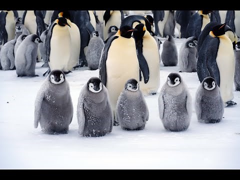 My adventure to the Emperor Penguin colony in Antarctica in 2022 南極大陸皇帝ペンギン生息地への冒険（2022年）