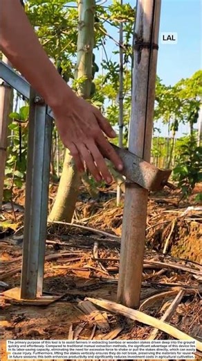 Smart Bamboo Stake Extractor: A Great Labor-Saving Tool