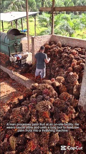 Harvesting and On-Site Processing of Palm Fruit with A Machine