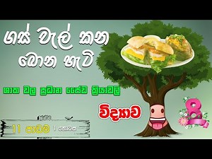 Grade 8 Science | 🌴 ශාක වල ප්‍රධාන ජෛව ක්‍රියාවලි 🌴 | 11 පාඩම