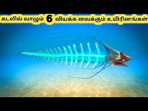 கடலின் அதிசய உயிரினங்கள் || Six Terrifying Deep Sea Creatures || Tamil Info Share