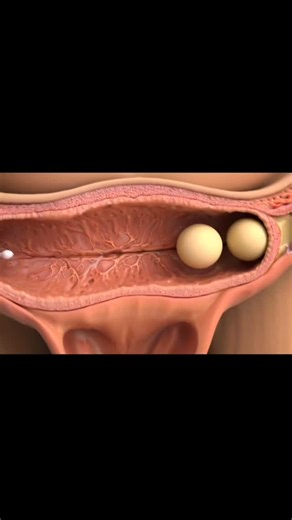 15K views · 44 reactions | Twins baby inside in the mother womb 3d...... . . . . . . #baby #babygirl #love #babyboy #newborn #kids #cute #family #babyshower #babies #photography #pregnant #momlife #pregnancy #handmade #bebe #cutebaby #babyfashion #instagood #babylove #fashion #instagram #happy #babyshop #babyphotography #mom #motherhood #babiesofinstagram #beautiful #mama | Funny Collab | Facebook