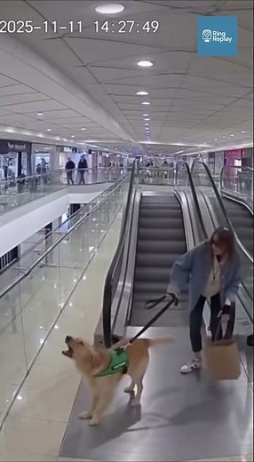 Golden Retriever Pulls Owner from Falling Ceiling Moments Before Impact
