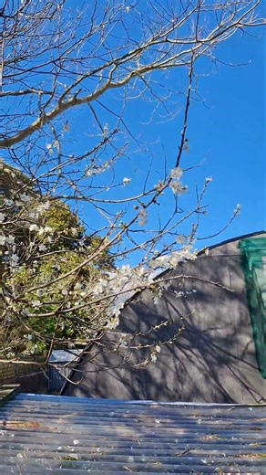 First days of Spring New Zealand 🇳🇿